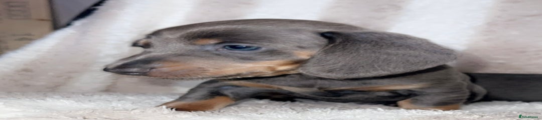 Dachshund Puppy 2