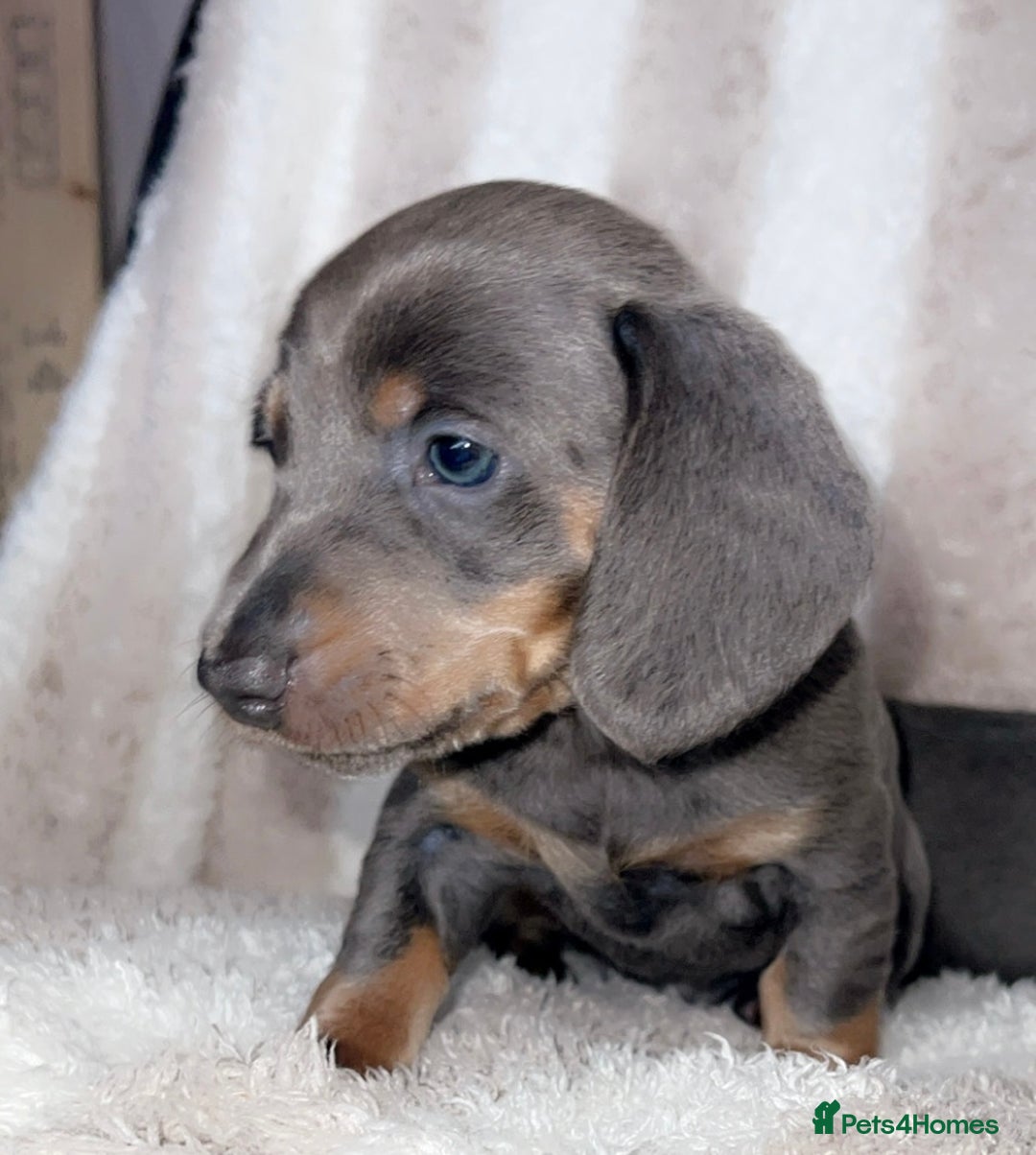 Dachshund dogs for sale: Ready to leave 5th of August  - Image 6