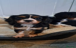 Cavalier King Charles Spaniel dogs for sale: Cavalier King Charles Puppies Available - Image 10