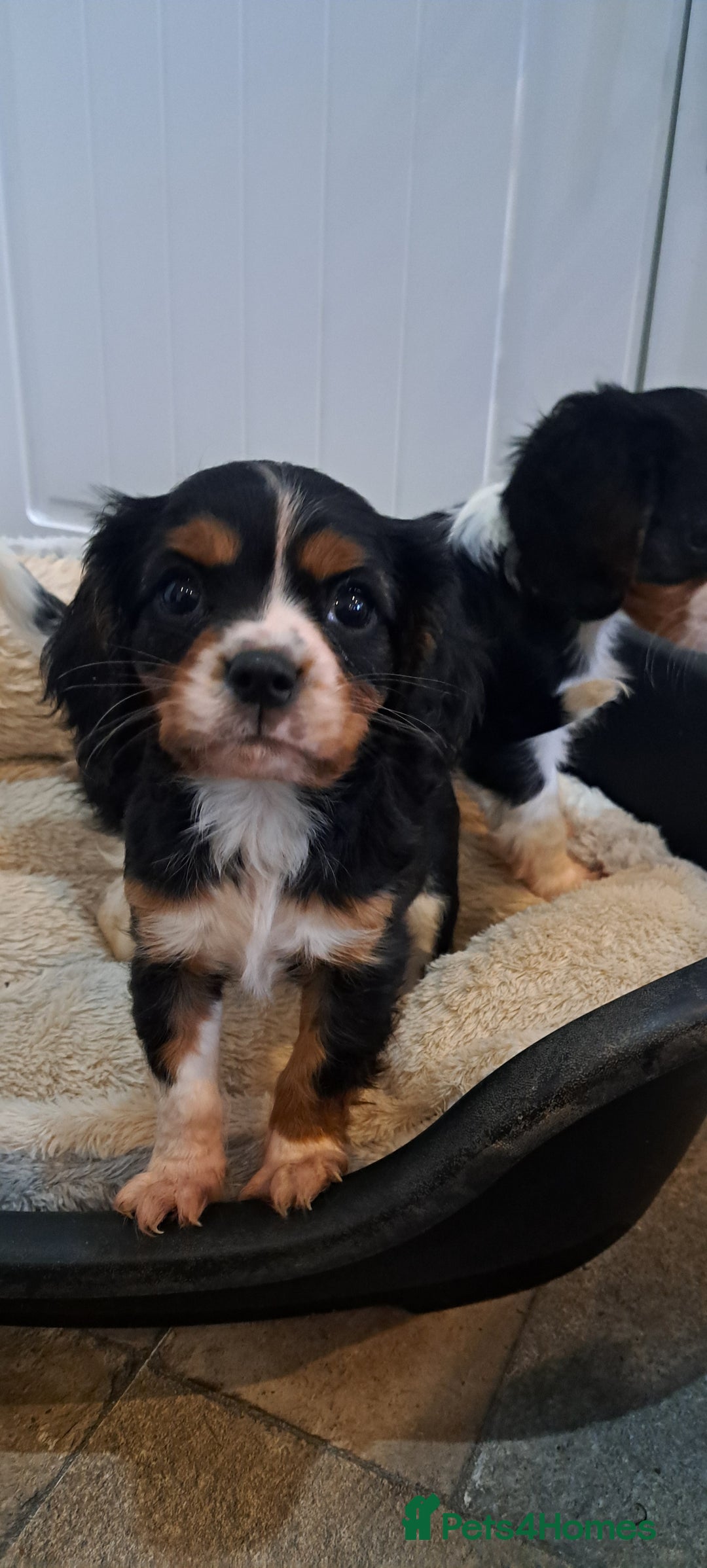Cavalier King Charles Spaniel dogs for sale: Cavalier King Charles Puppies Available - Image 10