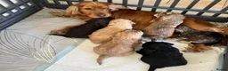 Cockapoo dogs for sale: F1 Cockapoo Puppies READY TO LEAVE - Advert 40