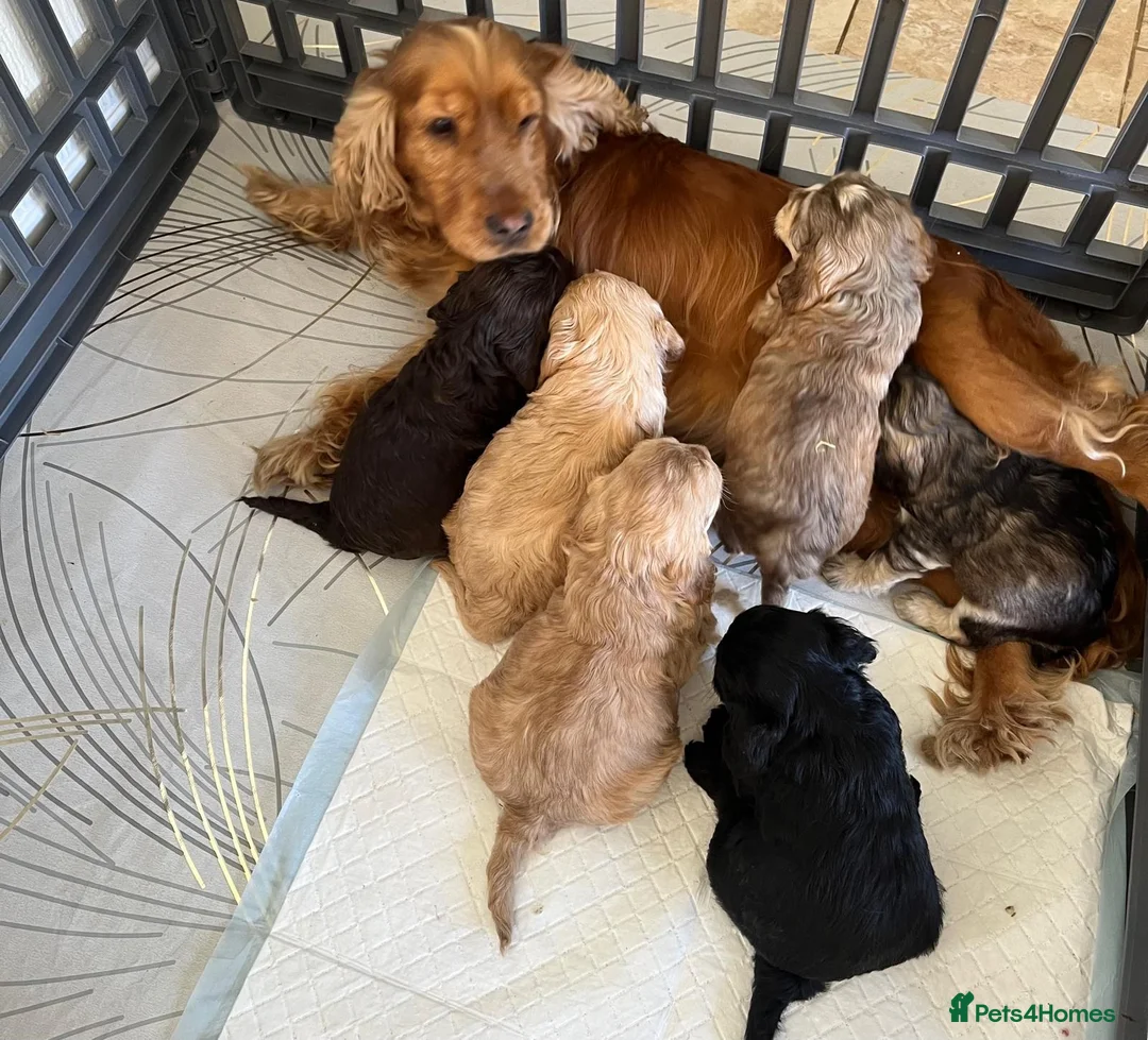 Cockapoo dogs for sale: F1 Cockapoo Puppies READY TO LEAVE - Advert 40