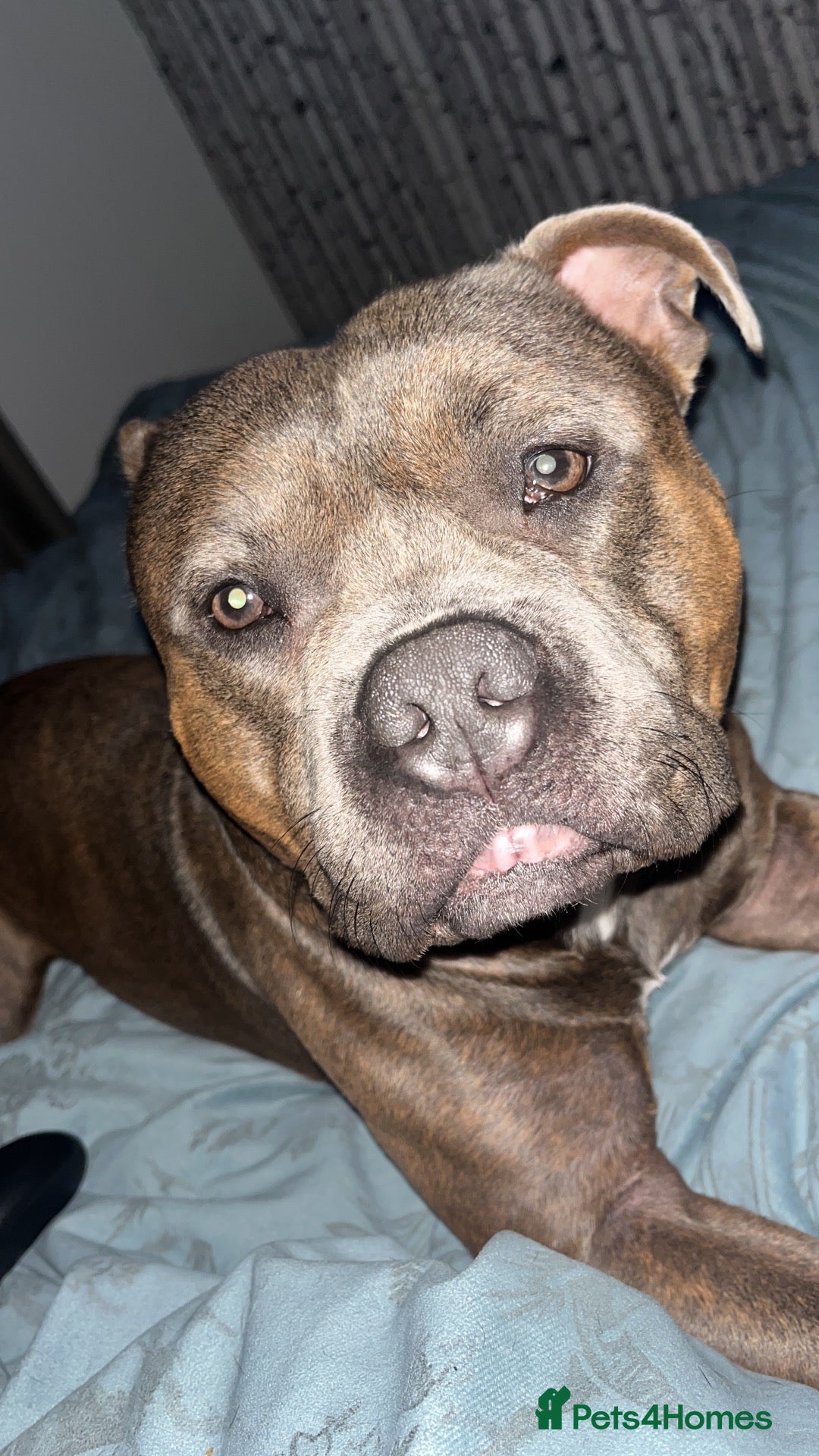 Staffordshire Bull Terrier dogs Pure Breed Staffordshire Bull Terrier (STUD) - Advert 2
