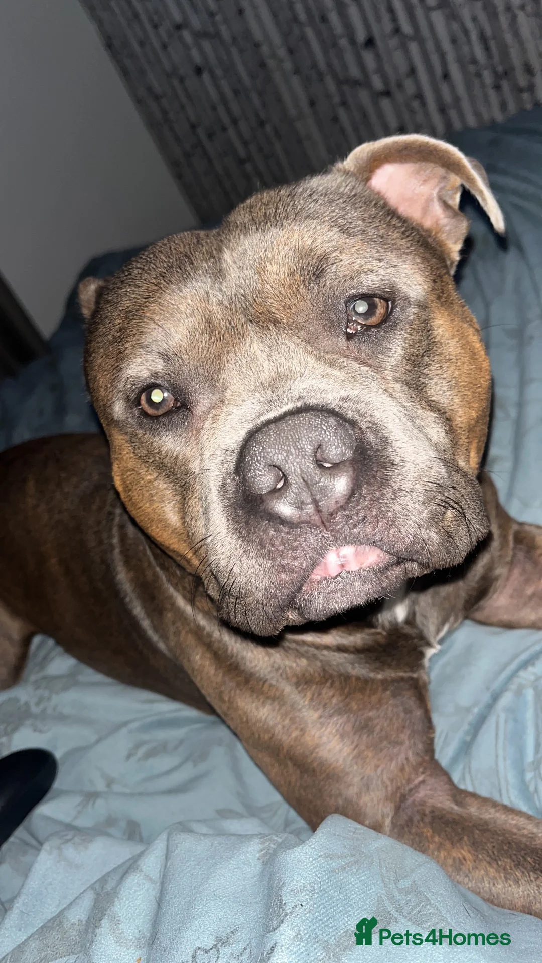 Staffordshire Bull Terrier dogs for stud: Pure Breed Staffordshire Bull Terrier (STUD) - Advert 1