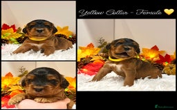 Cockapoo dogs for sale: 🌟Rare Red Sable F1B Mini Cockapoo’s🌟 DNA CLEAR ✅ - Image 4