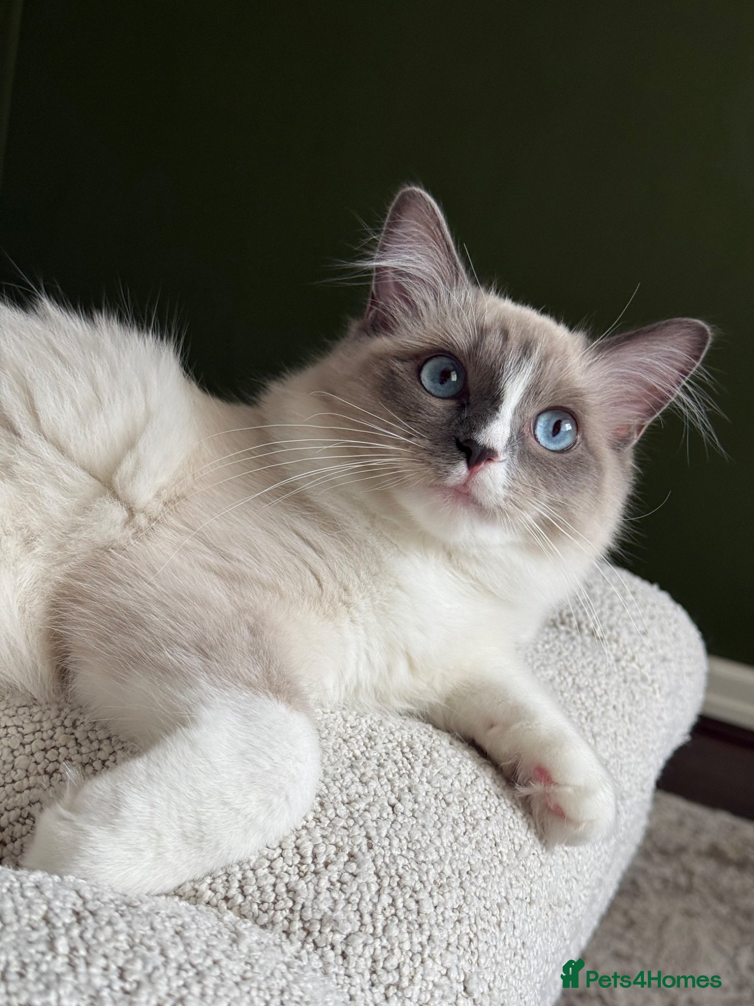 Ragdoll cats Stunning Ragdoll Girl – Last Kitten Available - Advert 5