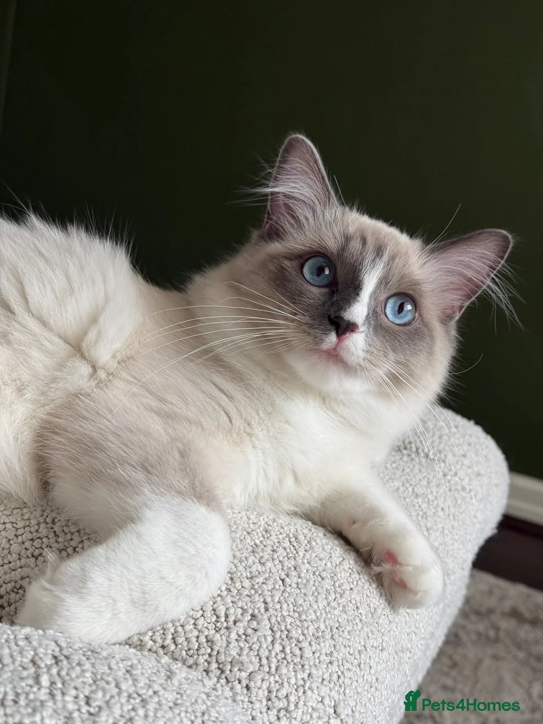 Ragdoll cats for sale: Stunning Ragdoll Girl – Last Kitten Available - Advert 1