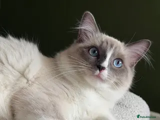 Ragdoll cats Stunning Ragdoll Girl – Last Kitten Available - Advert 4