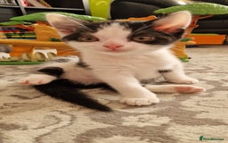 British Shorthair cats for sale: Kitties looking for new homes... - Advert 6