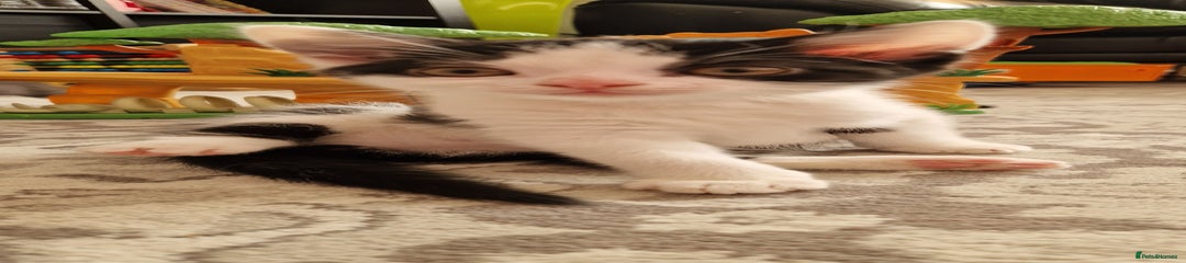 British Shorthair Kitten 2