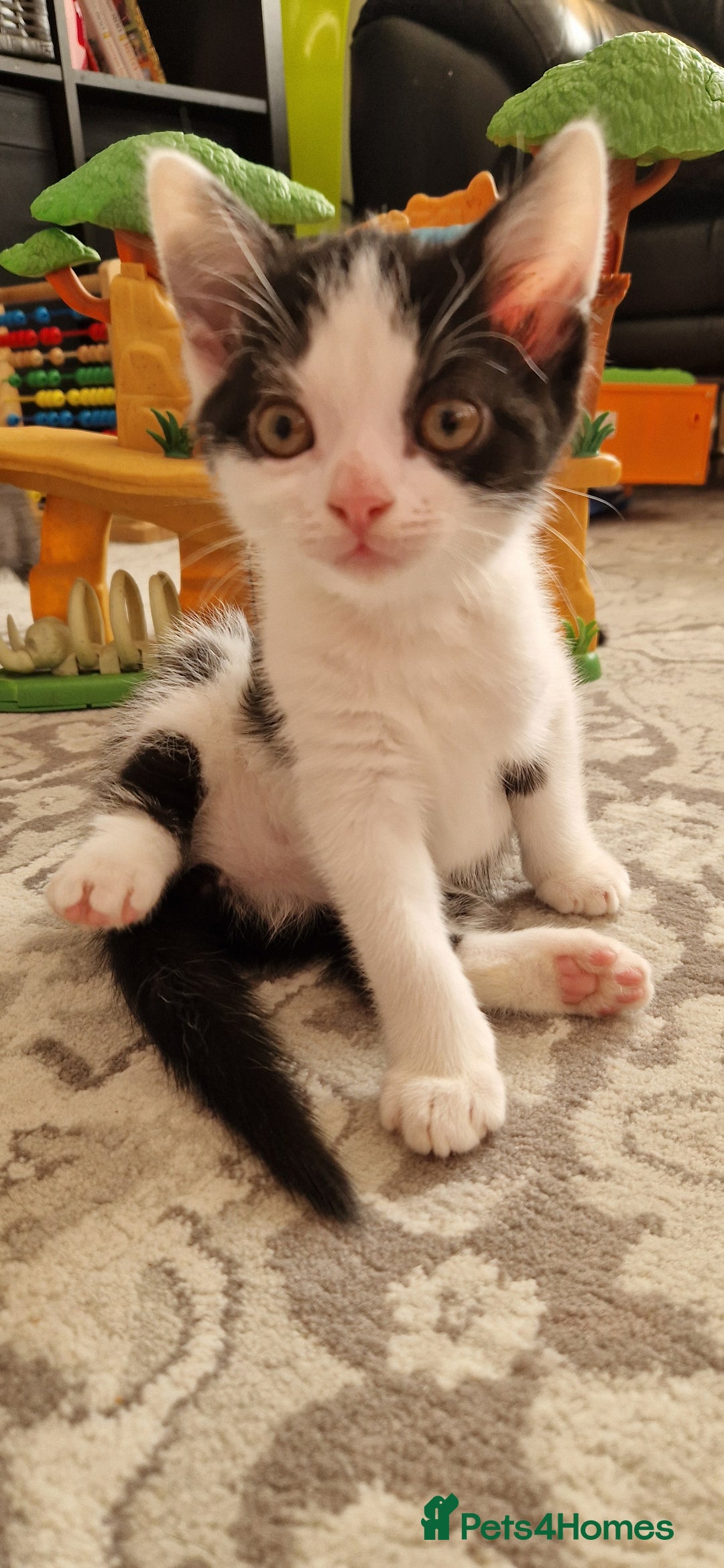 British Shorthair cats for sale: Kitties looking for new homes... - Advert 6