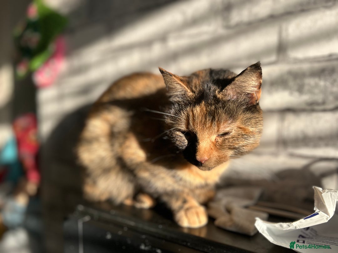 Mixed Breed cats for sale: Dottie - Image 3