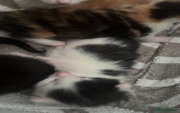 Mixed Breed cats for sale: Kittens for sale:) - Image 4