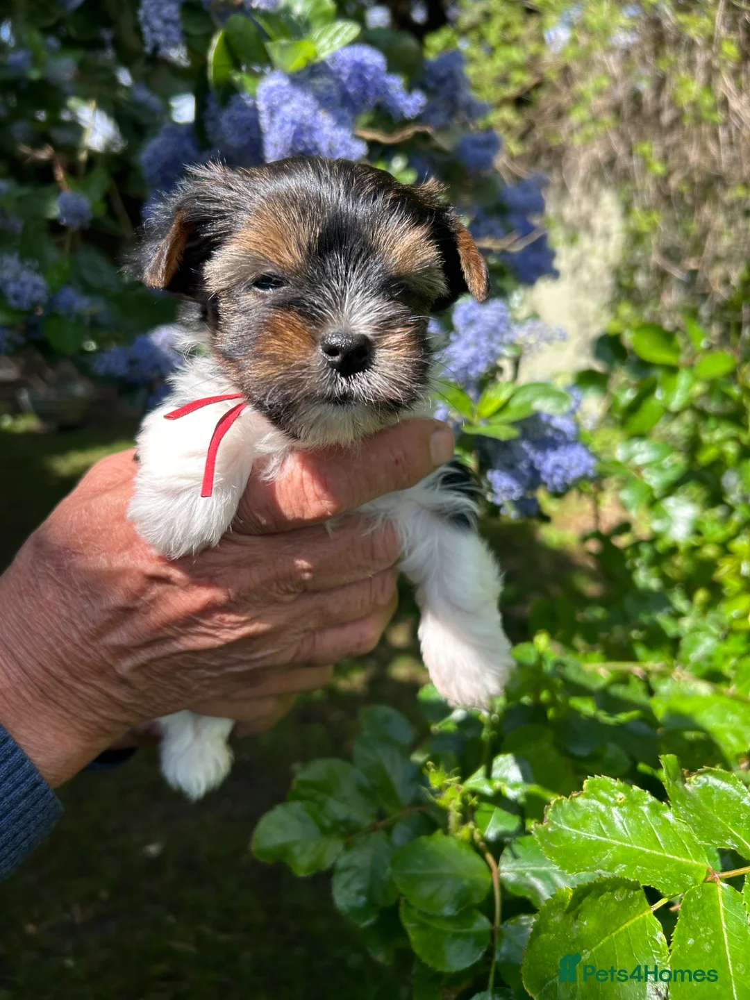 Biewer Terrier dogs for sale: Biewer Terriers  - Advert 13