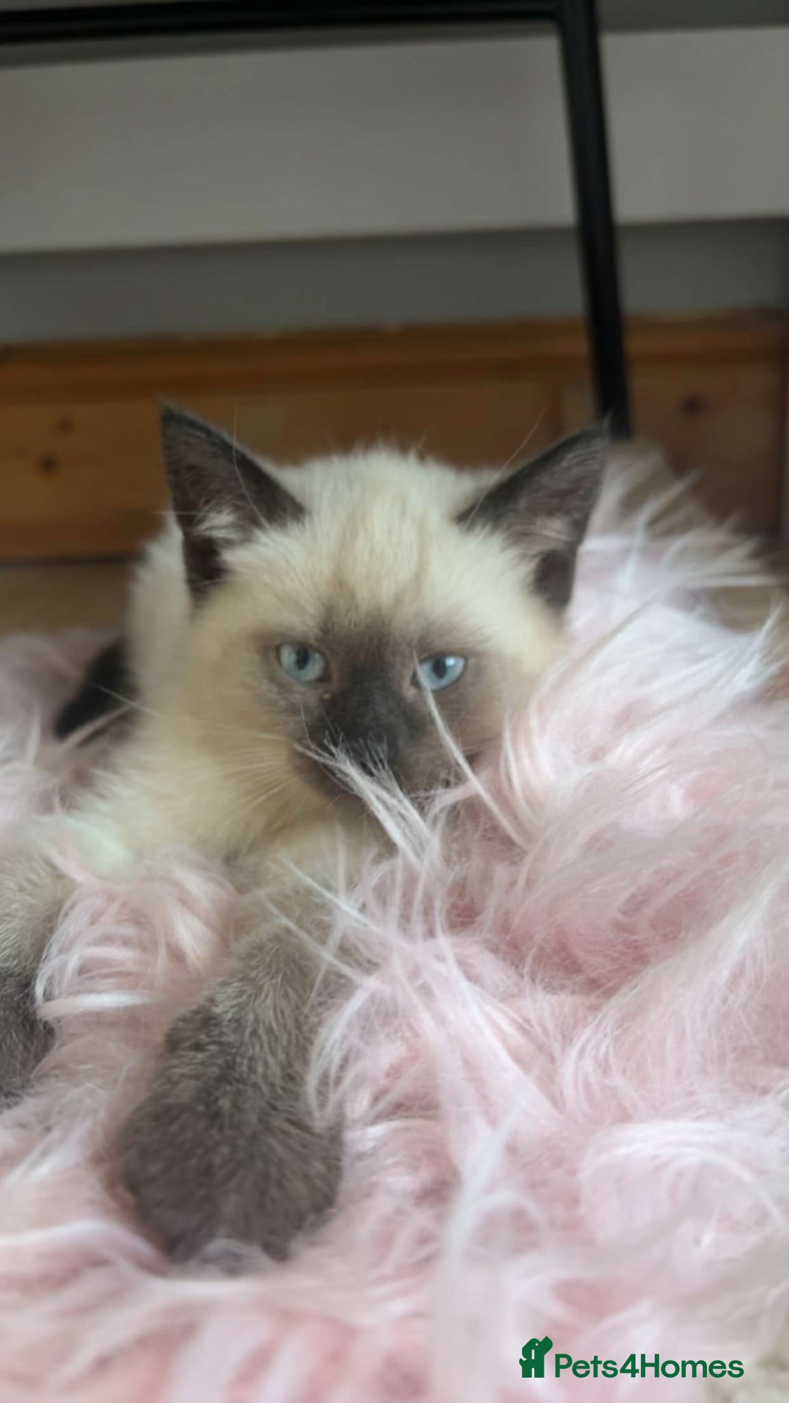 Ragdoll cats Ragdoll line mix, coming with all necessities - Advert 1