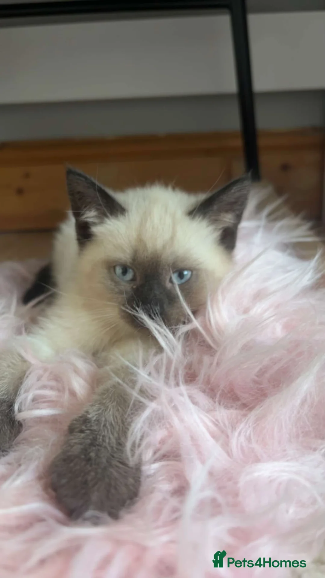 Ragdoll cats for sale: Ragdoll line mix, coming with all necessities - Advert 1