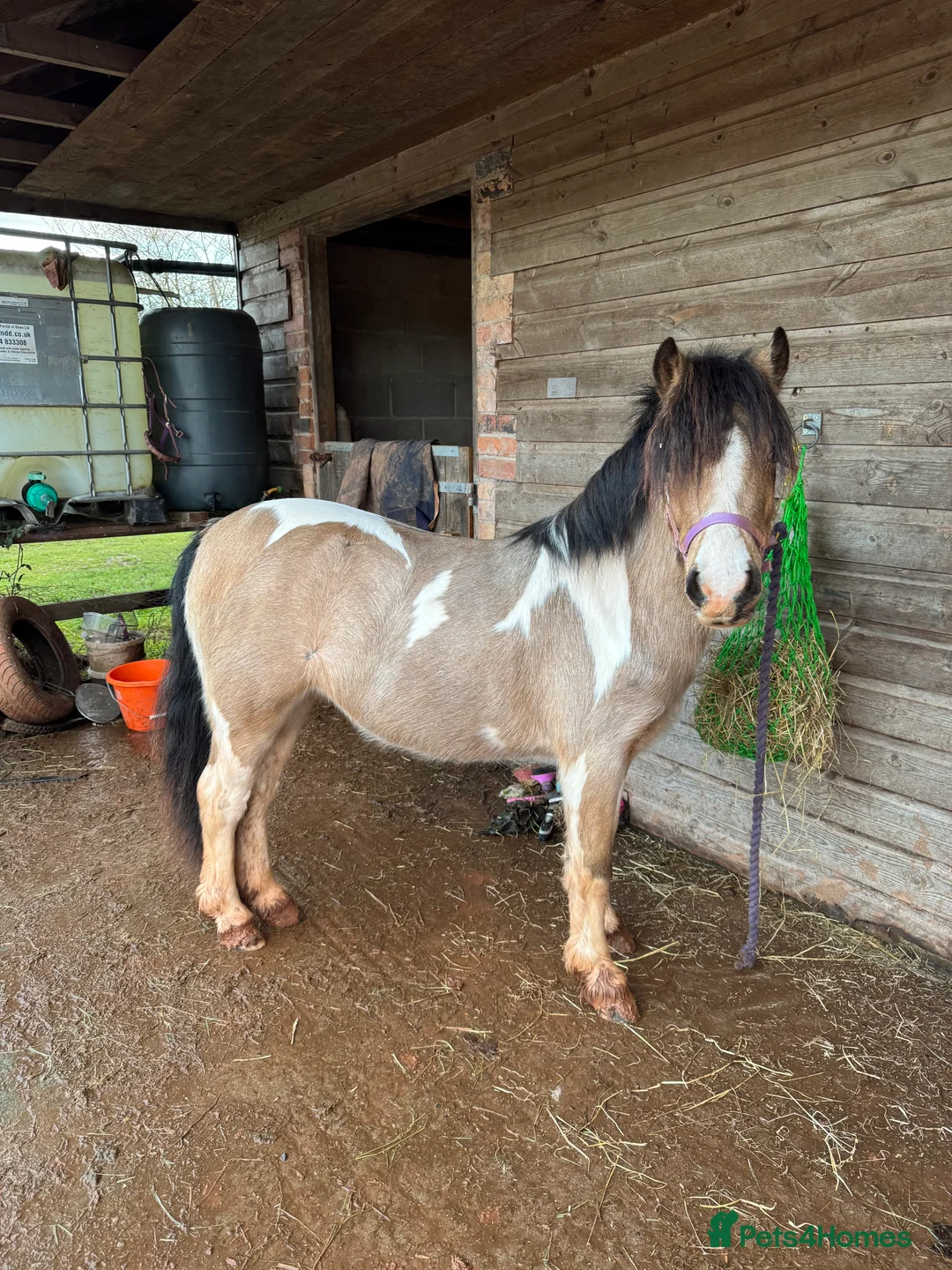 Welsh Section A horses for sale: Beautifully well marked Welsh P/B - Advert 17