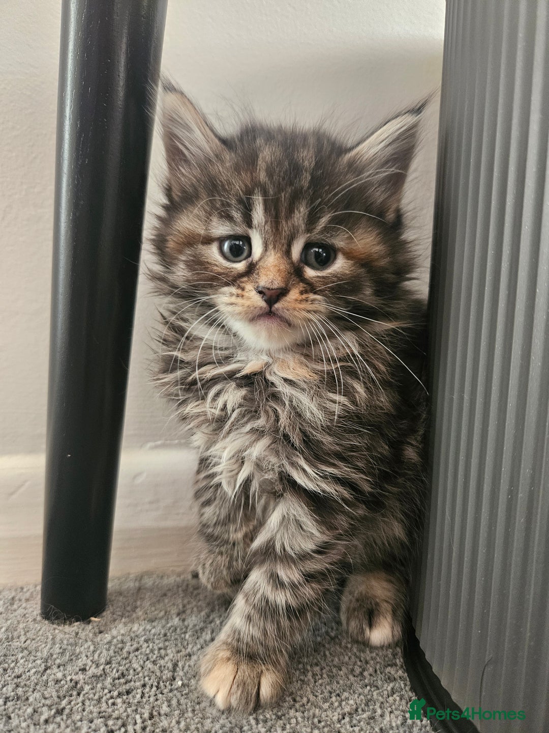 Mixed Breed cats for sale: Beautiful ginger mix long hair maine coon kittens - Advert 30