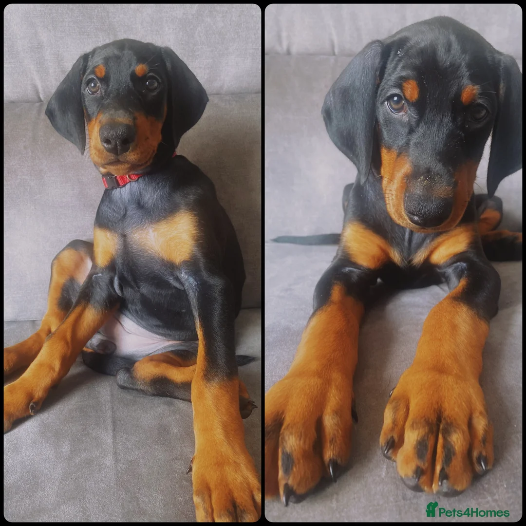 Dobermann dogs for sale: KC REGISTERED - DOBERMAN PUPPIES - Advert 2