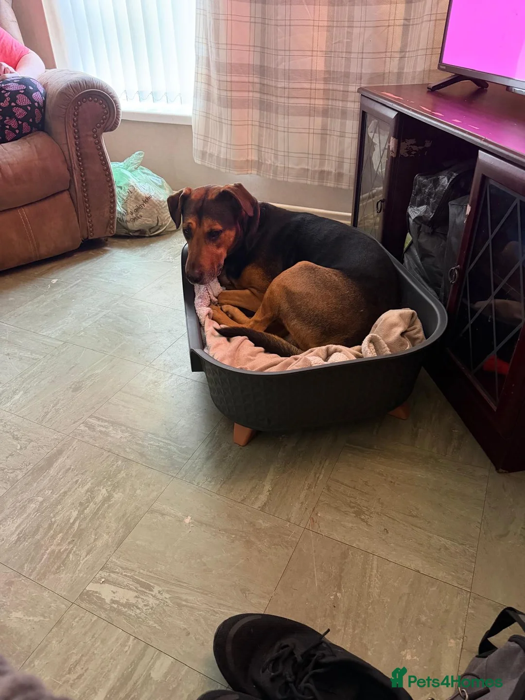 Mixed Breed dogs for sale: Milo 6 yr old in Cardiff - Advert 3