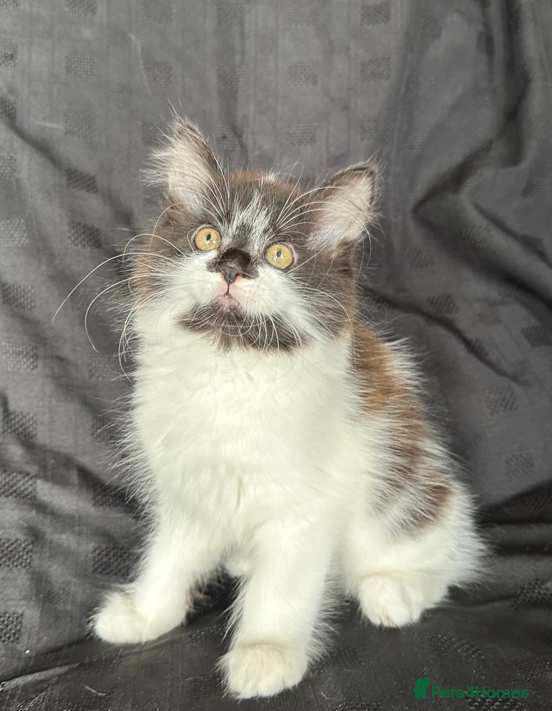 Mixed Breed cats for sale: Male Ragdoll/ Norwegian Forest cross kittens - Image 7