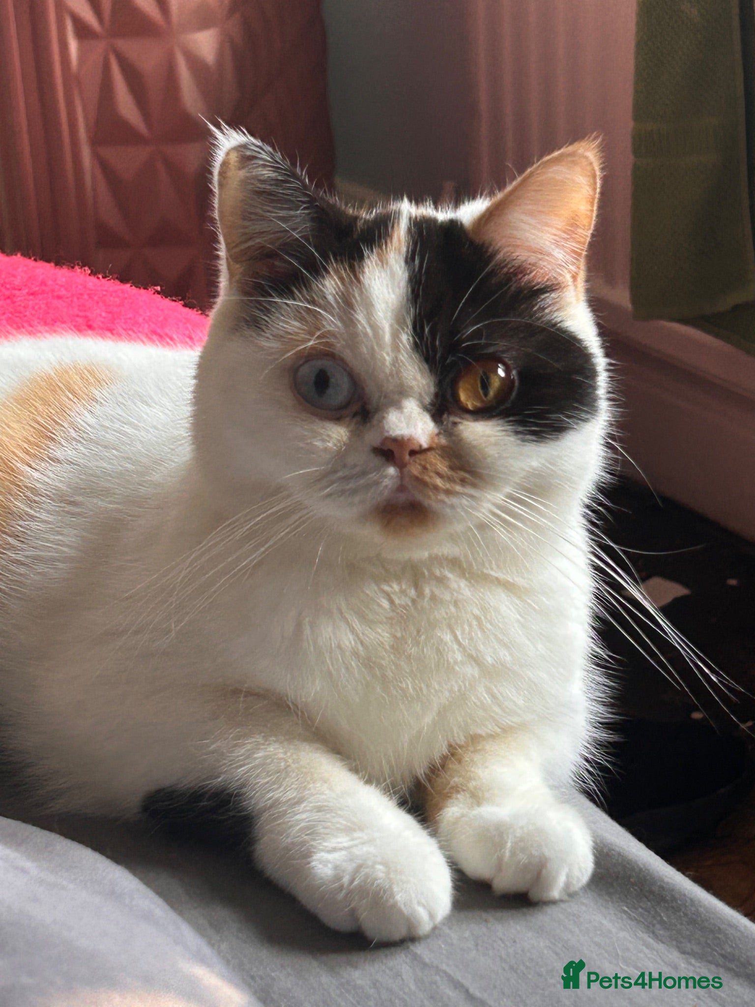 Mixed Breed cats BSH x persian mix - Advert 2