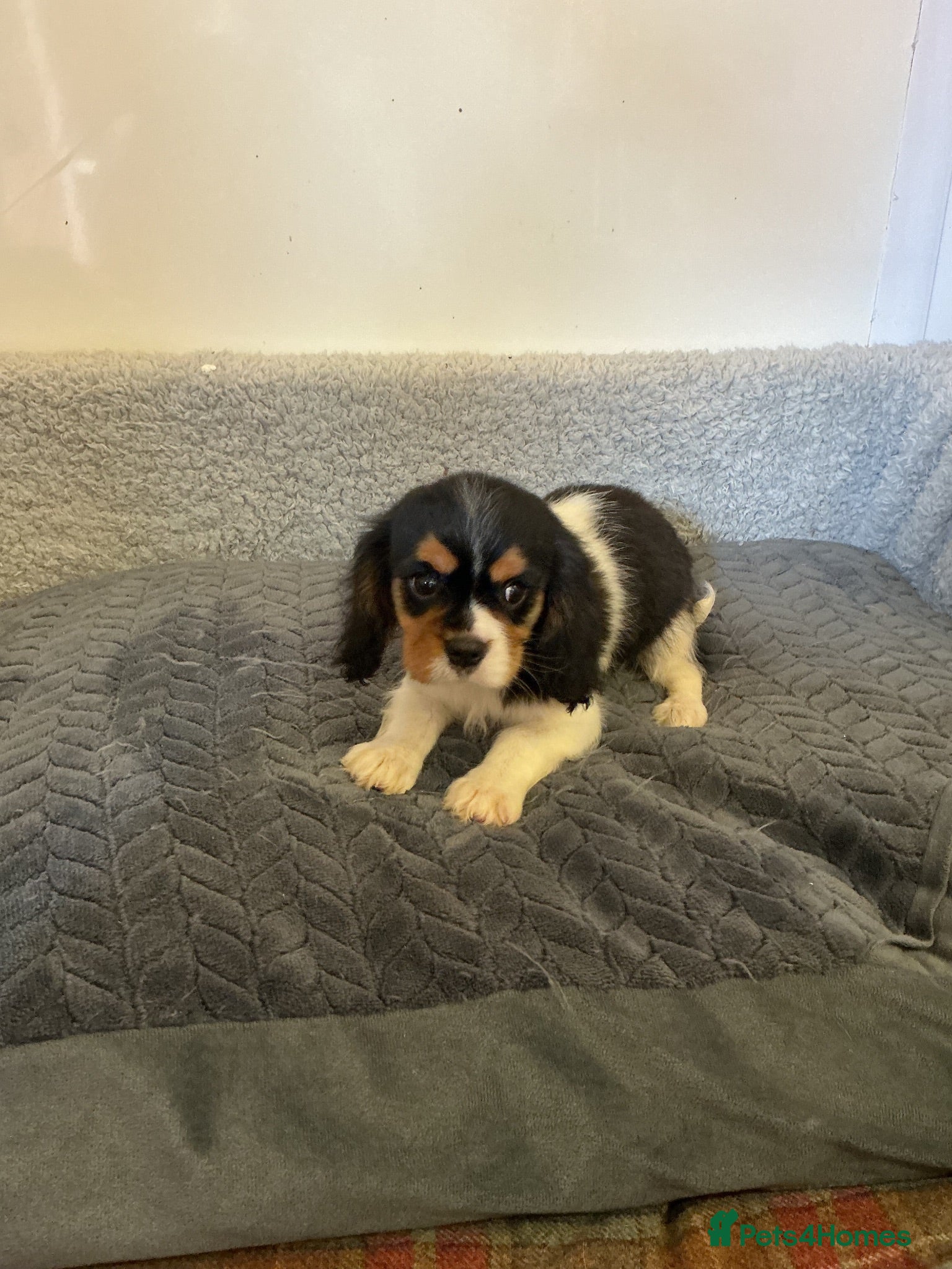Cavalier King Charles Spaniel dogs Cavalier king charles  - Advert 6