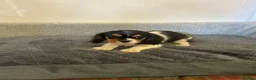 Cavalier King Charles Spaniel dogs for sale: Cavalier king charles  in Doncaster - Advert 1