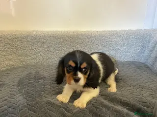 Cavalier King Charles Spaniel dogs Cavalier king charles - Advert 2
