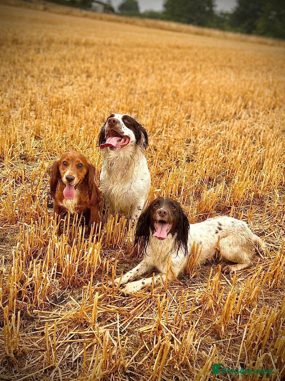 English Springer Spaniel dogs for sale: Beautiful Springer Spaniel Male  - Advert 8