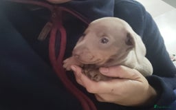 Miniature Dachshund dogs for sale: Charming Miniature dashond puppies  - Advert 3