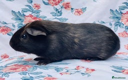 Guinea Pig rodents for sale: Pretty mix of baby boy Guineapigs  in Brighton - Image 9