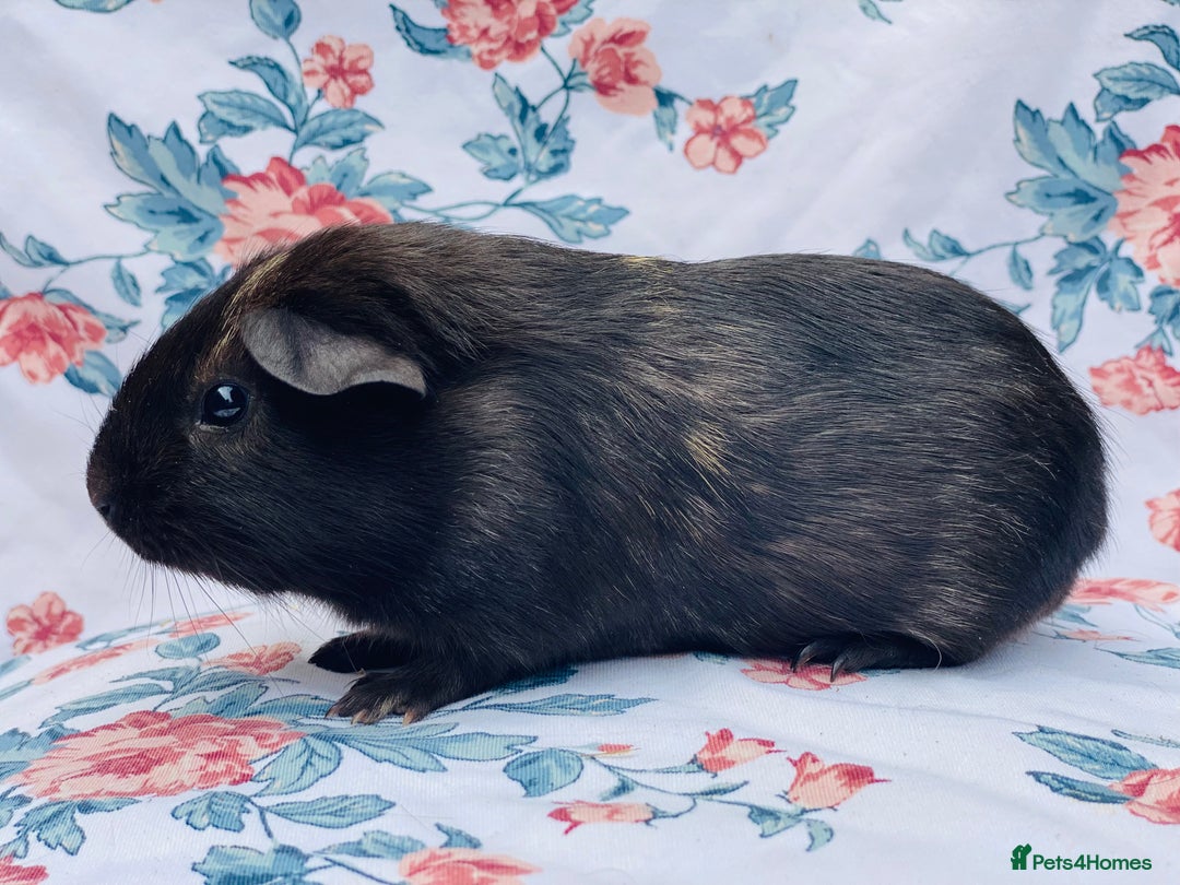 Guinea Pig rodents for sale: Pretty mix of baby boy Guineapigs  in Brighton - Image 9