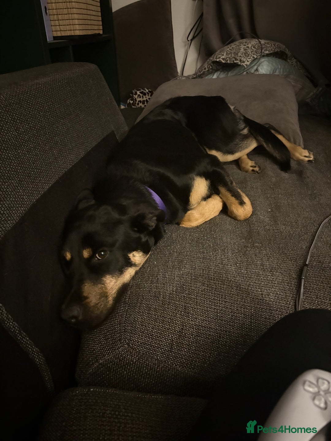 Mixed Breed dogs for sale: Rox looking for new home - Advert 3