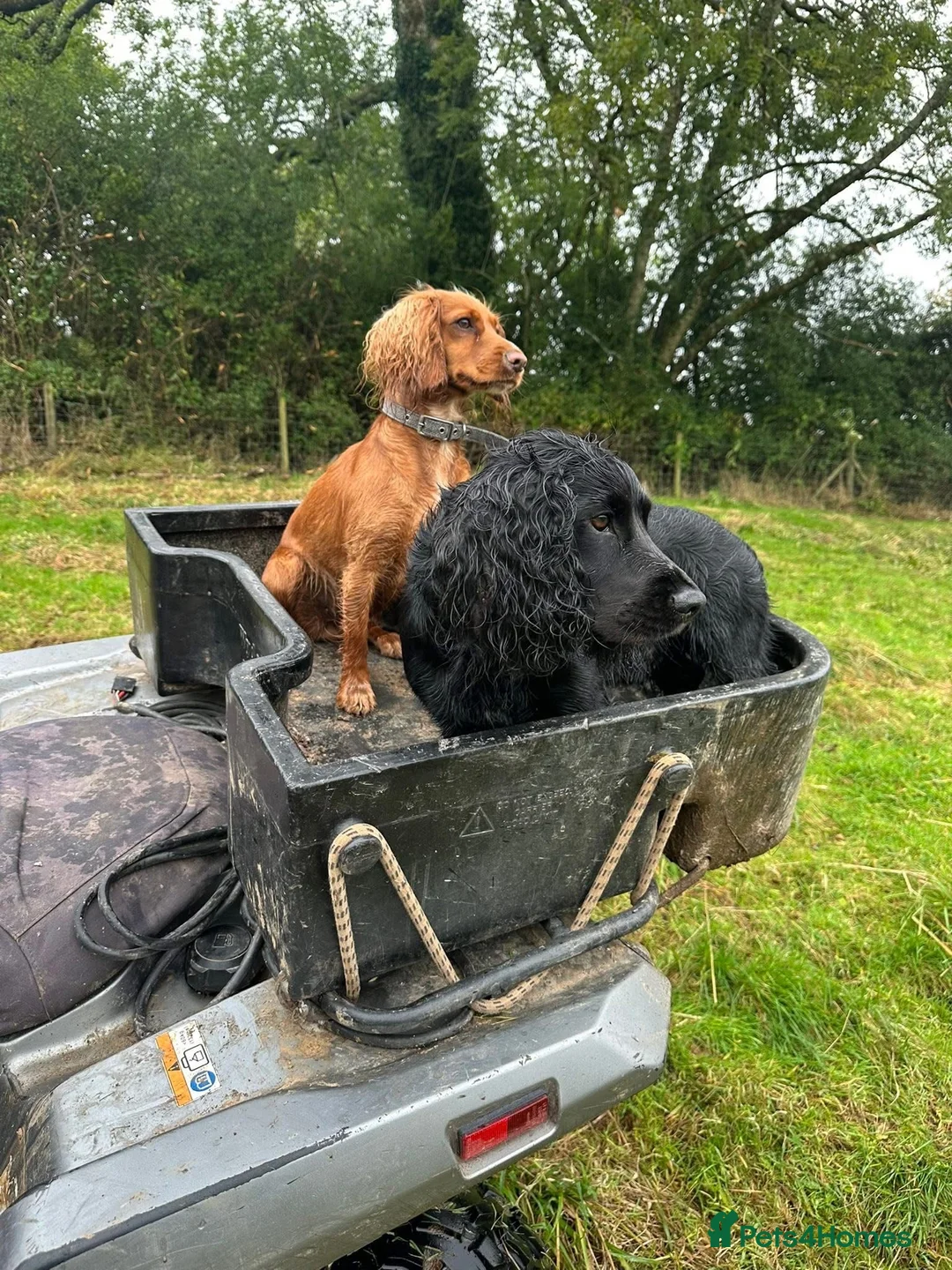 Cocker Spaniel dogs for sale: cocker spaniel puppy’s  - Advert 5