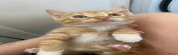 Mixed Breed cats for sale: 6 kittens looking for loving homes  - Advert 3