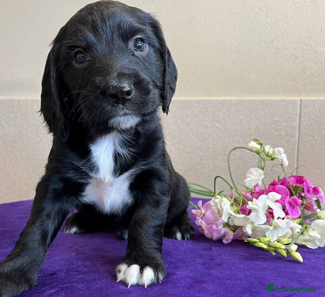 Sprocker dogs for sale: My sweet peas SPECIAL indeed x - Image 10