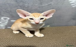 Oriental cats for sale: Oriental Kittens Looking for Their Forever Homes - Image 3