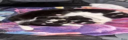 Mixed Breed cats for sale: Kittens for sale in Blackburn - Advert 6