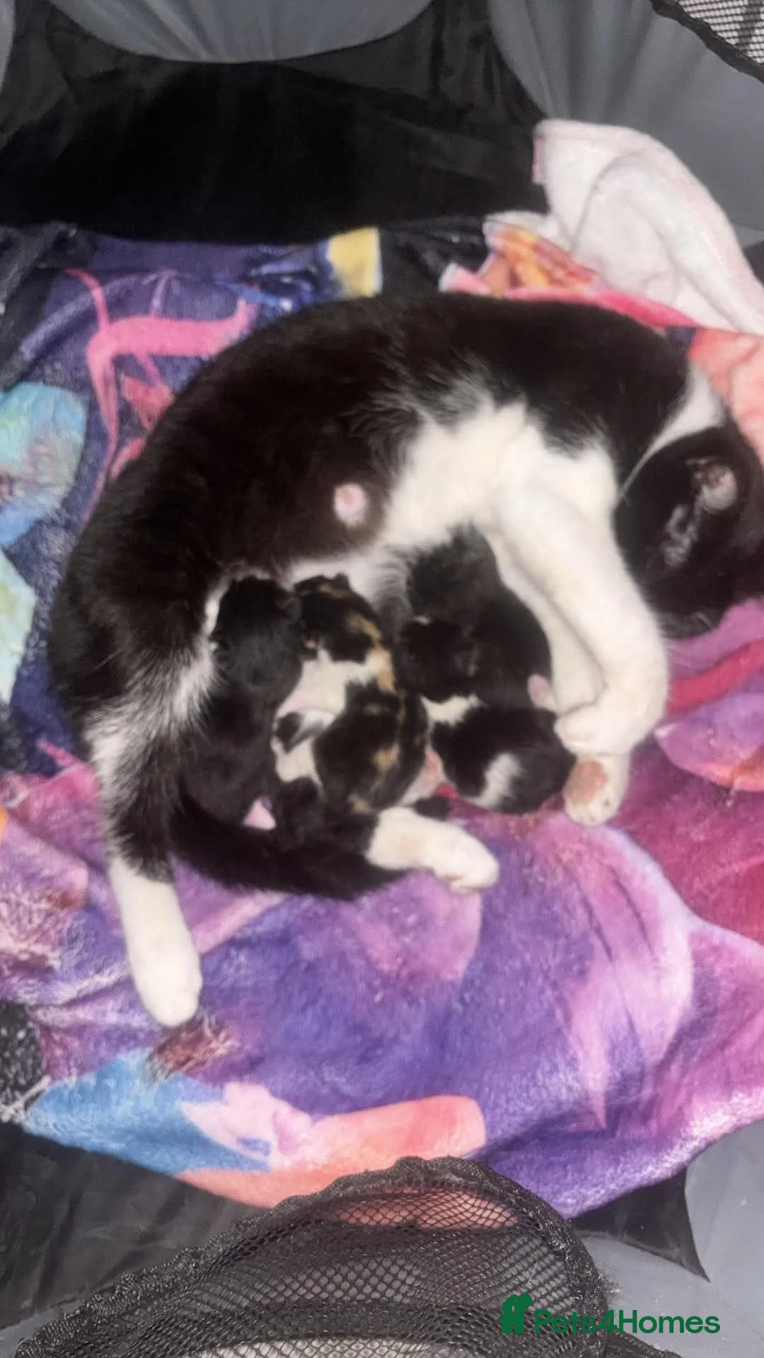 Mixed Breed cats for sale: Kittens for sale in Blackburn - Advert 6