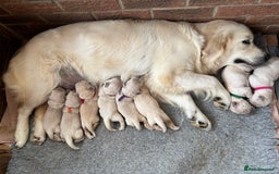 Golden Retriever dogs for sale: Champion line KC reg Golden Retriever pups - Image 13