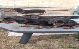 Miniature Dachshund dogs for sale: 14 weeks old 2 girls 2 boys miniature dachshunds - Image 3