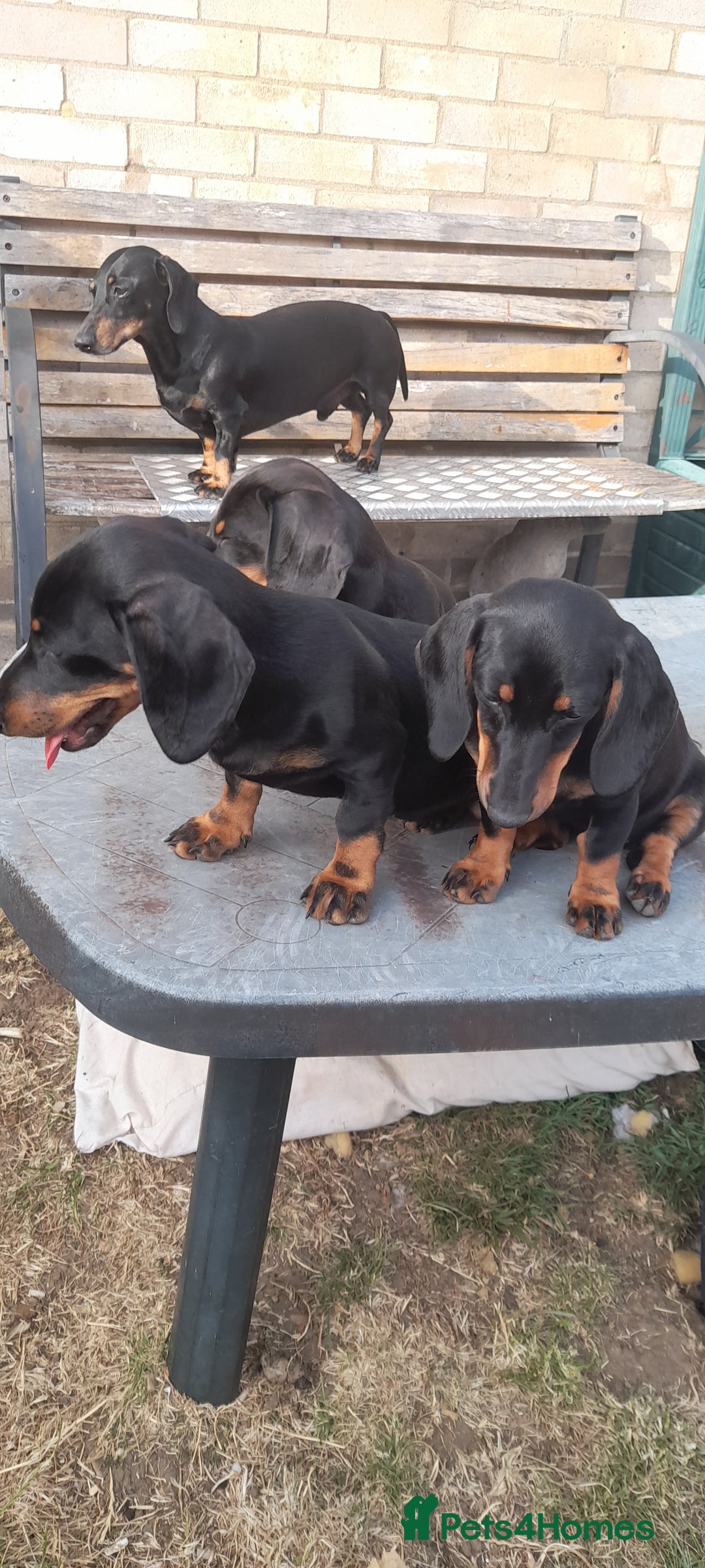 Miniature Dachshund dogs for sale: 14 weeks old 2 girls 2 boys miniature dachshunds - Image 3
