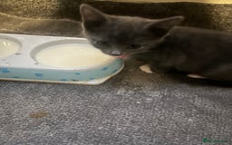 Mixed Breed cats for sale: Tilly’s babies  - Image 2