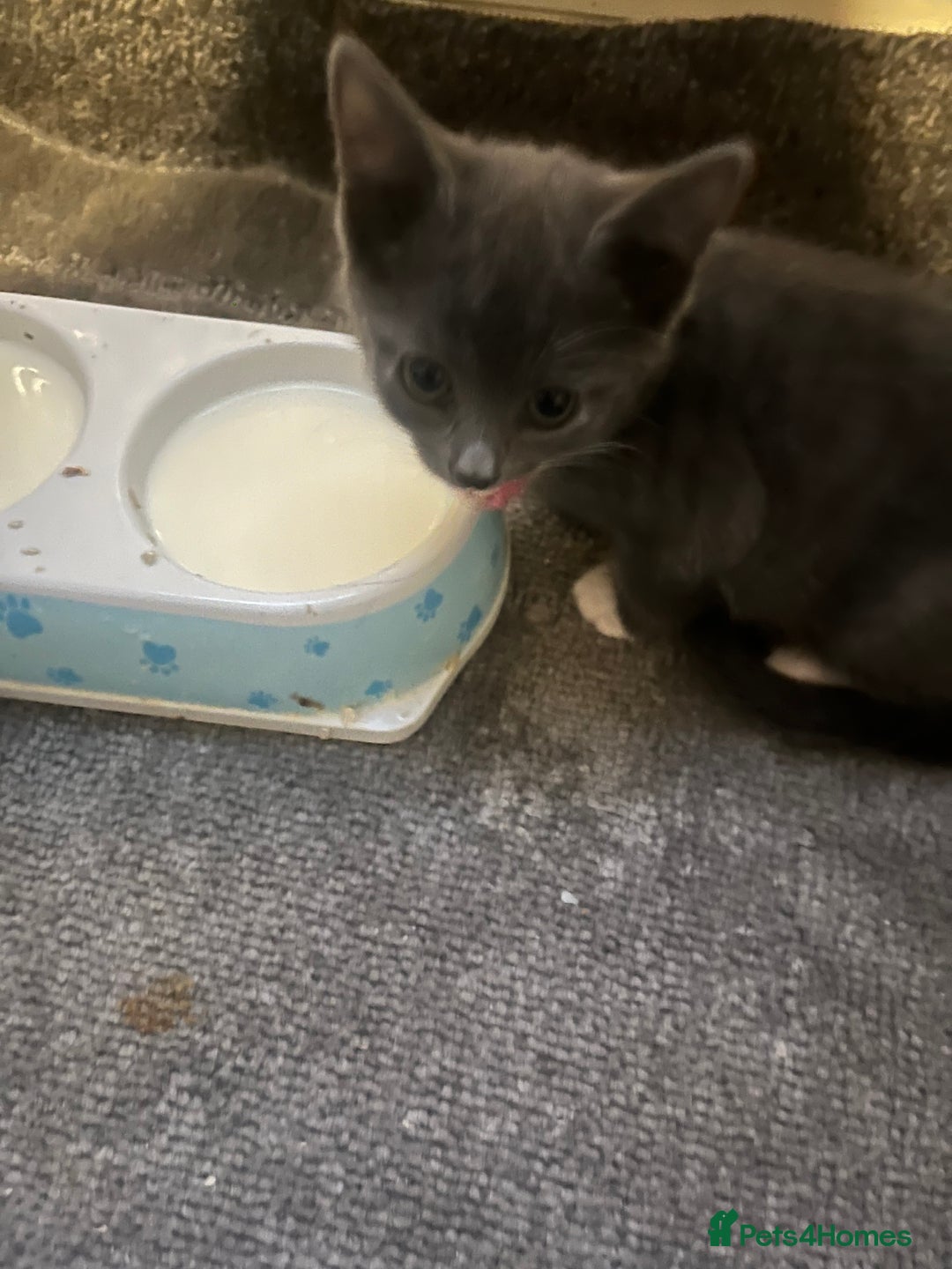 Mixed Breed cats for sale: Tilly’s babies  - Image 2