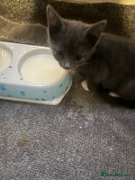 Mixed Breed cats - Advert 2