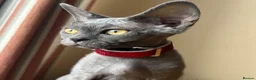 Devon Rex cats for sale: Solid blue pedigree kittens available  - Advert 13