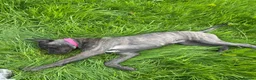 Cane Corso dogs for sale: Luna  - Advert 11