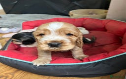 Cocker Spaniel dogs for sale: Three male cocker spaniel puppies for sale - Image 11