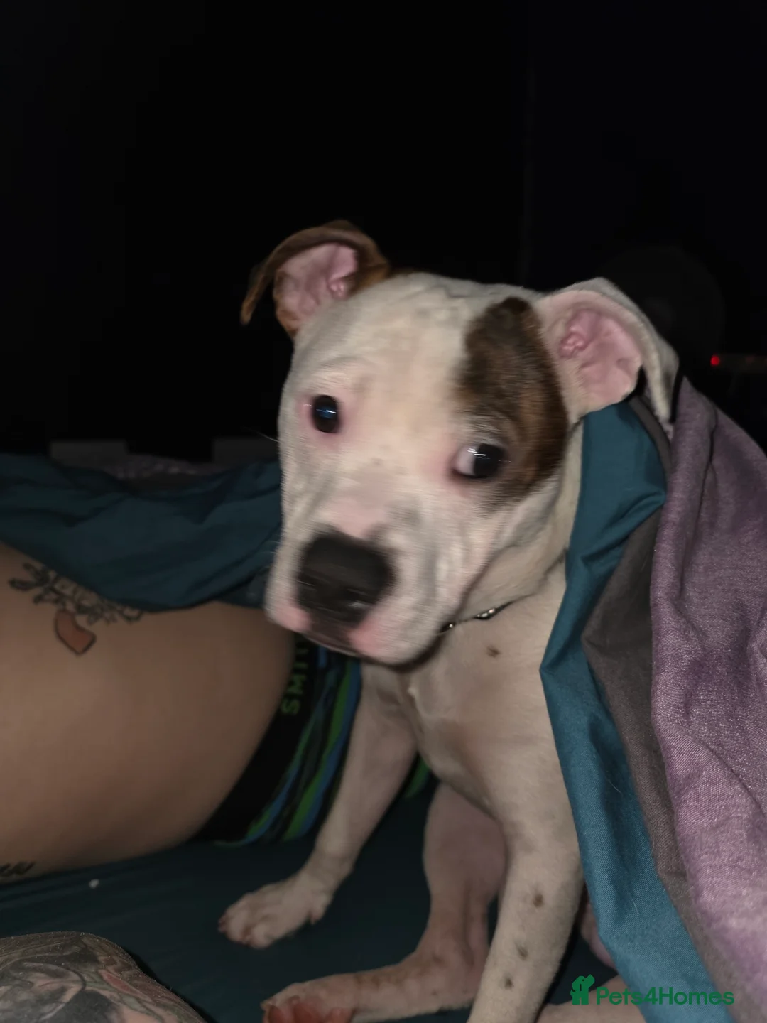 Mixed Breed dogs for sale: Male 8 month staffie cross for sale - Advert 5